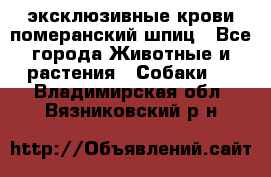 эксклюзивные крови-померанский шпиц - Все города Животные и растения » Собаки   . Владимирская обл.,Вязниковский р-н